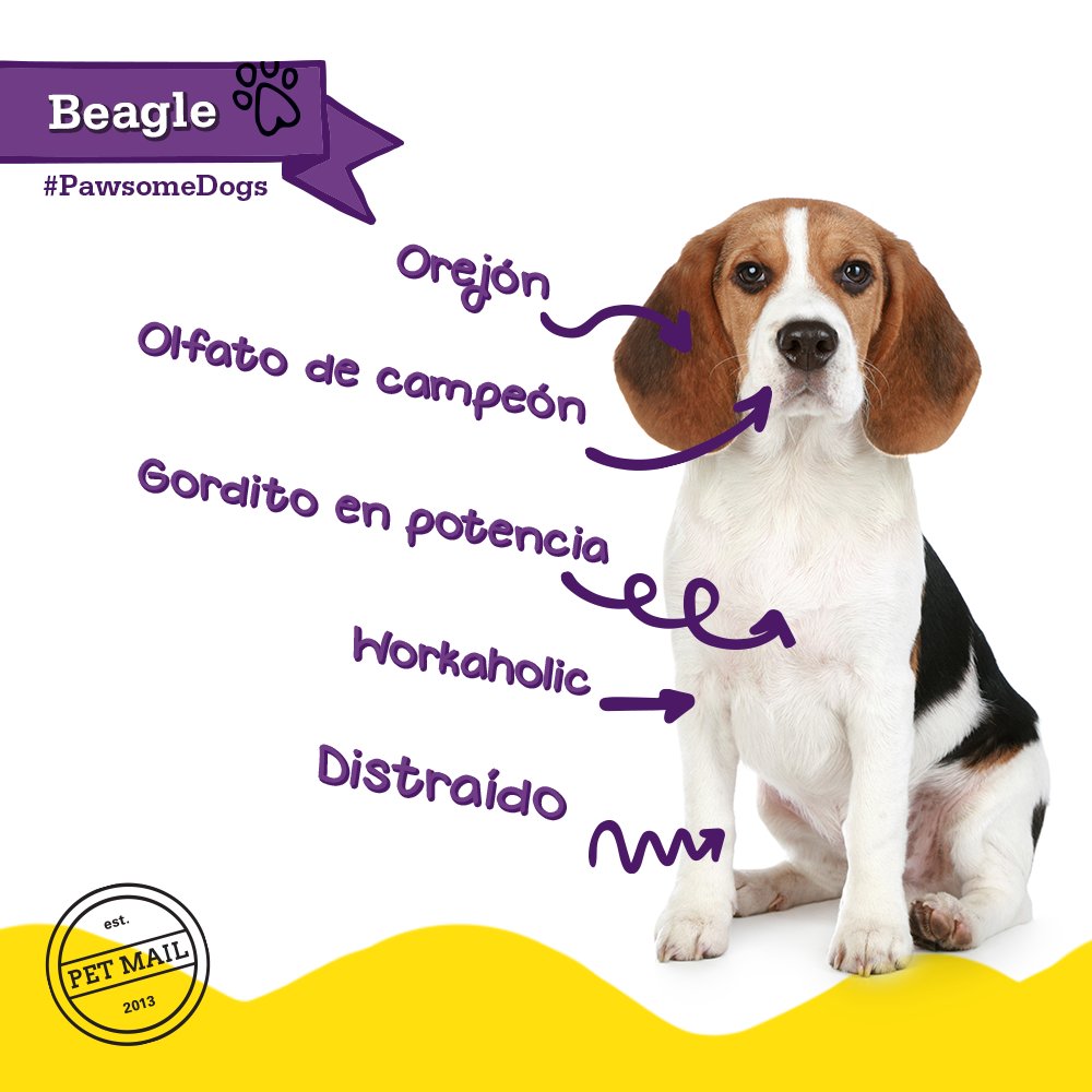 PetMailMX's tweet photo. #Pawsome Beagle Todo un cazador. https://t.co/JRUqvJMQLF