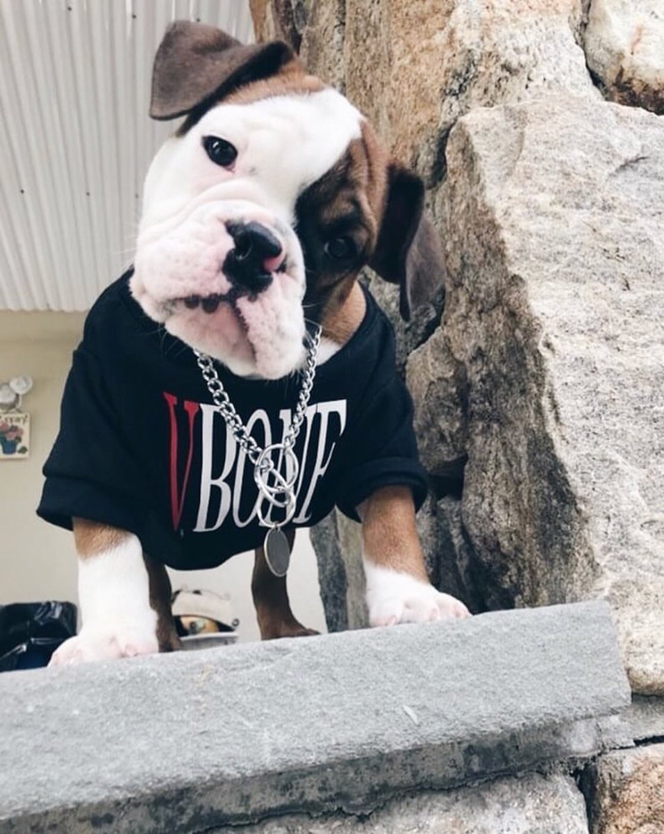 pawmainpets's tweet photo. Yeah, my t-shirt by Vbone,I’ma stick to the G-Code 🎶
📸: @_emrosso / @Cr4ckR0x 
.
.
.
.
.
#pupreme #pawmain #hypedog #streetwear #HypeBeast #dogsoftwitter #buzzfeedanimals #hypebae #highsnobiety #fashion #dog https://t.co/v6pIgeVKQ5