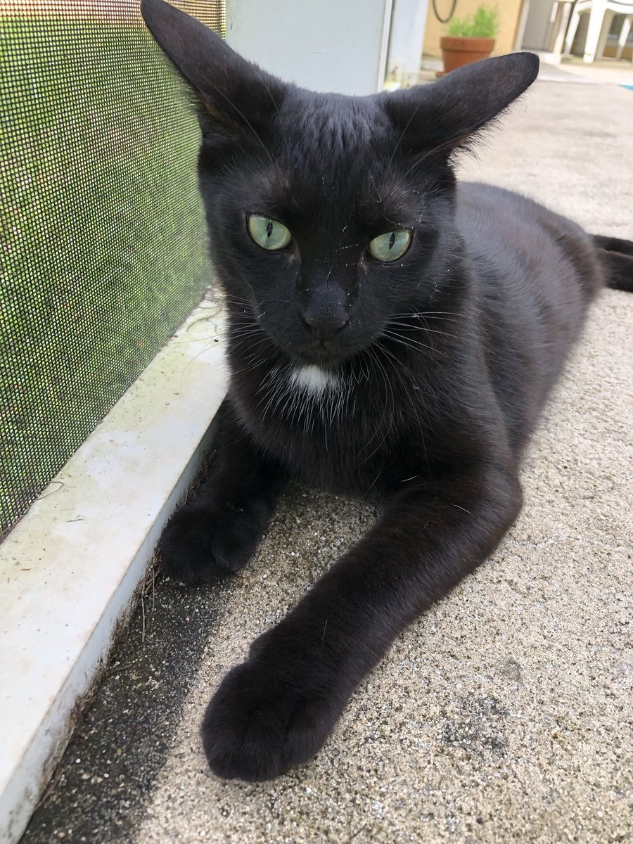 5housepanthers's tweet photo. Why is Larch’s whole head covered in dirt, you ask? #junglecat #chasinglizards #poorpineapple https://t.co/en3tafWVKm