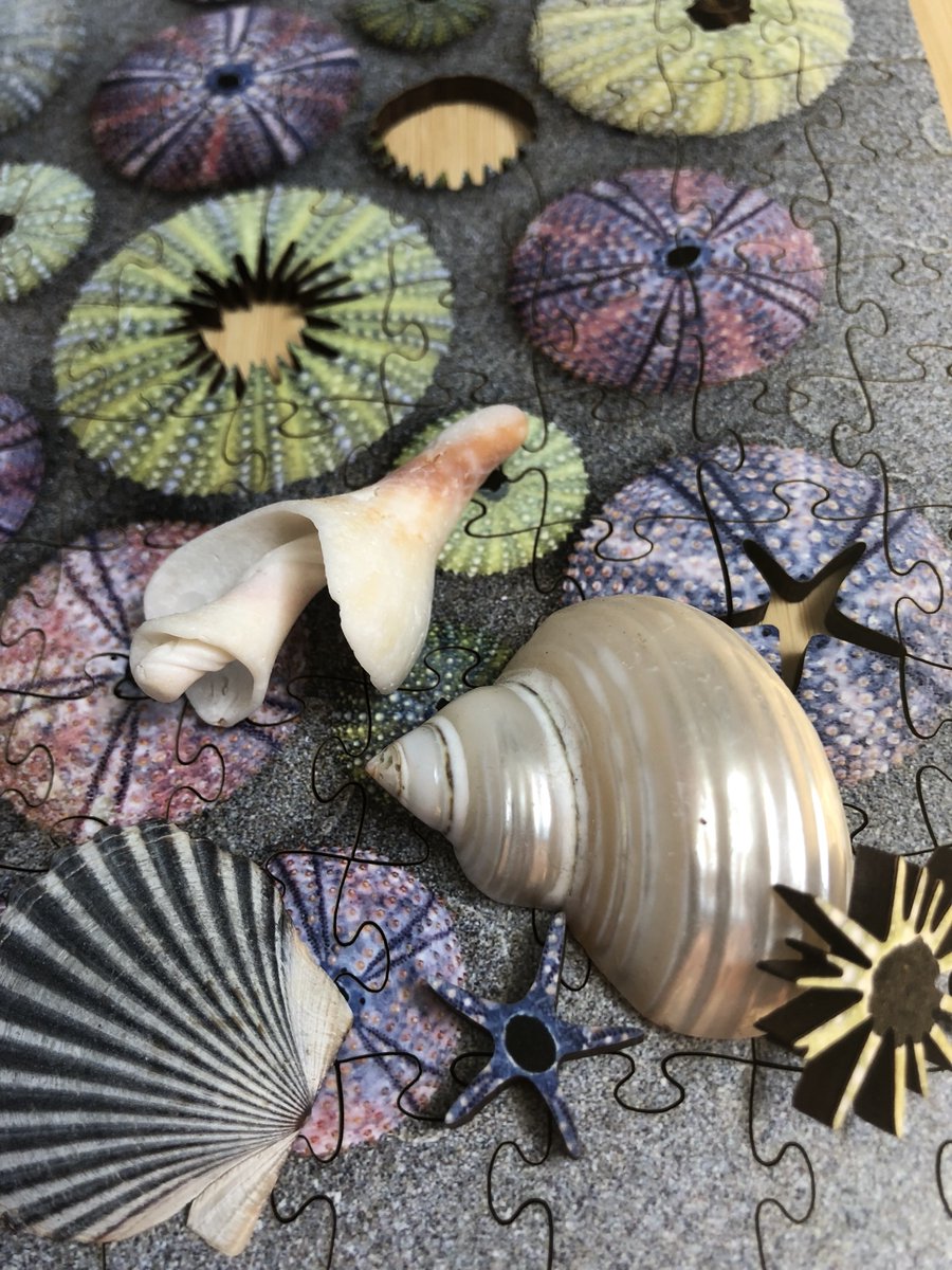 ZenPuzzles's tweet photo. Feeling beachy 🐚

“Sea Urchins”

Small wooden jigsaw puzzle

https://t.co/ngDZwLdUIP #sealife #ocean #puzzle #beach #jigsawpuzzle #woodenpuzzle https://t.co/jyqQECGOCm