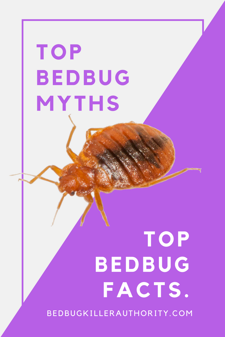 BedBugKiller17's tweet photo. Does the word Bed Bug scare anybody. They can move from an infested site to a new home by traveling on furniture, bedding, luggage, boxes, and clothing, So why wouldn’t we be scared of them.
#bedbugs
#bedbugmyths
#bedbugkiller
#bedbugfacts
https://t.co/f0or8UXSPq https://t.co/8POhStRH7q
