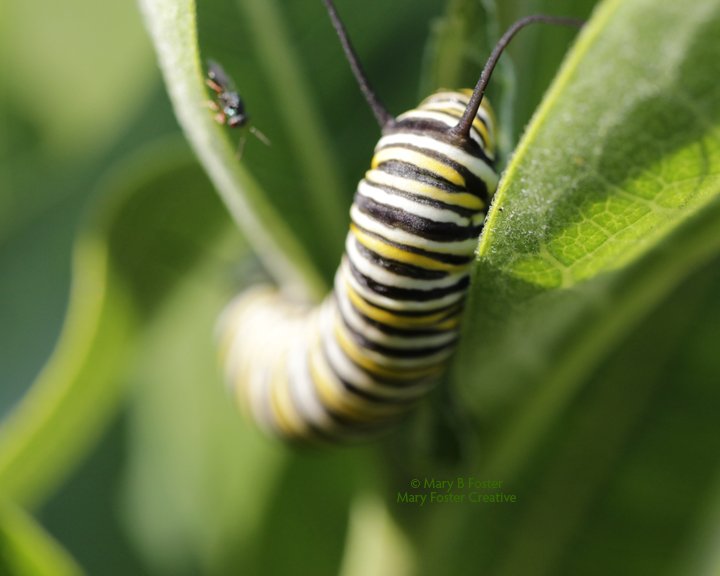 Delighted to find this hungry #Monarch caterpillar munching on milkweed in my garden. 

#Canon T5i 35mm EF-s #macro lens <a href="/CanonUSAimaging/">Canon USA Corp.</a> <a href="/MonarchsJV/">MonarchJointVenture</a> #nature #photography #Minnesota