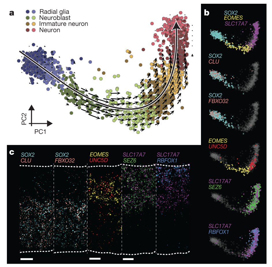mmw_lmw's tweet photo. #RNA_Velocity of SingleCells | Balance between unspliced and spliced mRNA: Predicts Kinetcis of Transcription | Peter Kharchenko @harvardmed @nature https://t.co/nMsleFh4UM https://t.co/7AVCZs74dC