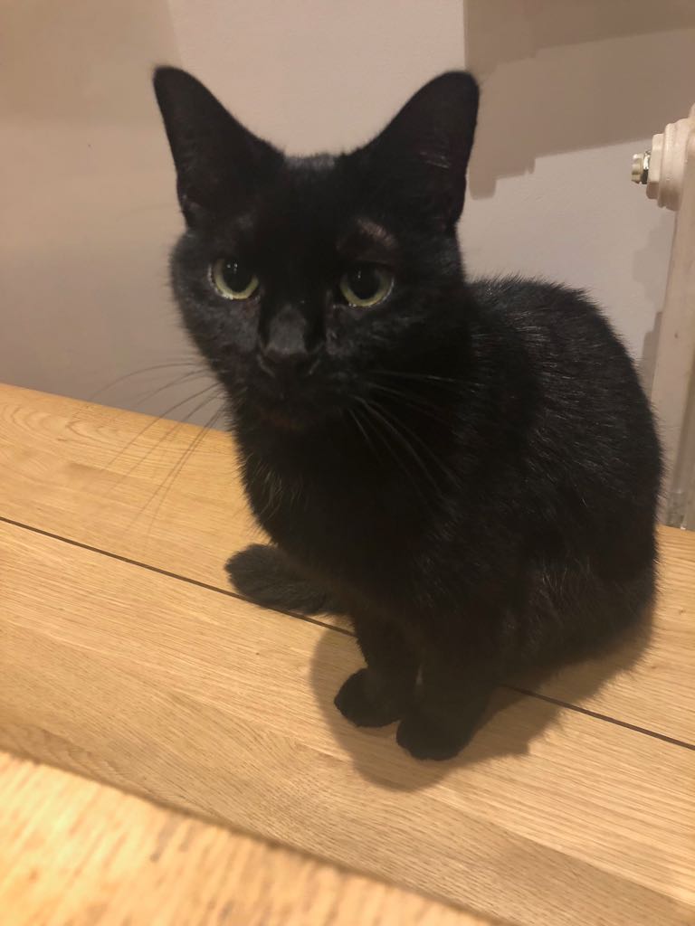 I am overwhelmed by the kindness of strangers, twitter friends, FB groups &amp; neighbours. A lady living near me was alerted to a lost black cat and went in her car to collect her - at midnight. I opened the door to see Suki in her arms. Thank-you everyone. So much goodness.❤️