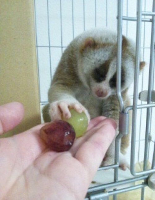 エキゾチックアニマル販売 Owl Wan アウルワン 飼い込みスローロリスが昨晩入荷 委託 年齢を重ねてますが元気な男の子です かなりお求め易い価格設定ですので是非お立ち寄り下さいませ スローロリス お猿 希少動物 委託販売中 飼込個体 Owlwan