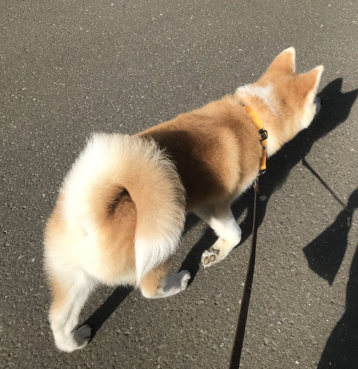 秋田犬ふれあい隊 秋田犬の里 Really L Feel Good 勝大の尻尾はまだ巻きが弱いですが とってもご機嫌な時は綺麗な右巻きになります 尻尾はわんちゃんの感情がよく現れる部分なので ふれあいの際などにぜひ見てみてくださいね 秋田犬 Akita 勝