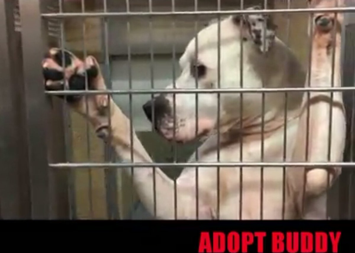 Betrayed_Pets's tweet photo. Retweeted Prancer530 (@PrancerPaw):
Please share, RT to help Buddy find his forever home he's a great dog who needs loveโค๐ถโค info in link:
https://t.co/yvNSC91B8j
#AdoptDontShop #adopt #AdoptBuddy #SaturdayNight ๐ถ https://t.co/PvIMAp7xmC