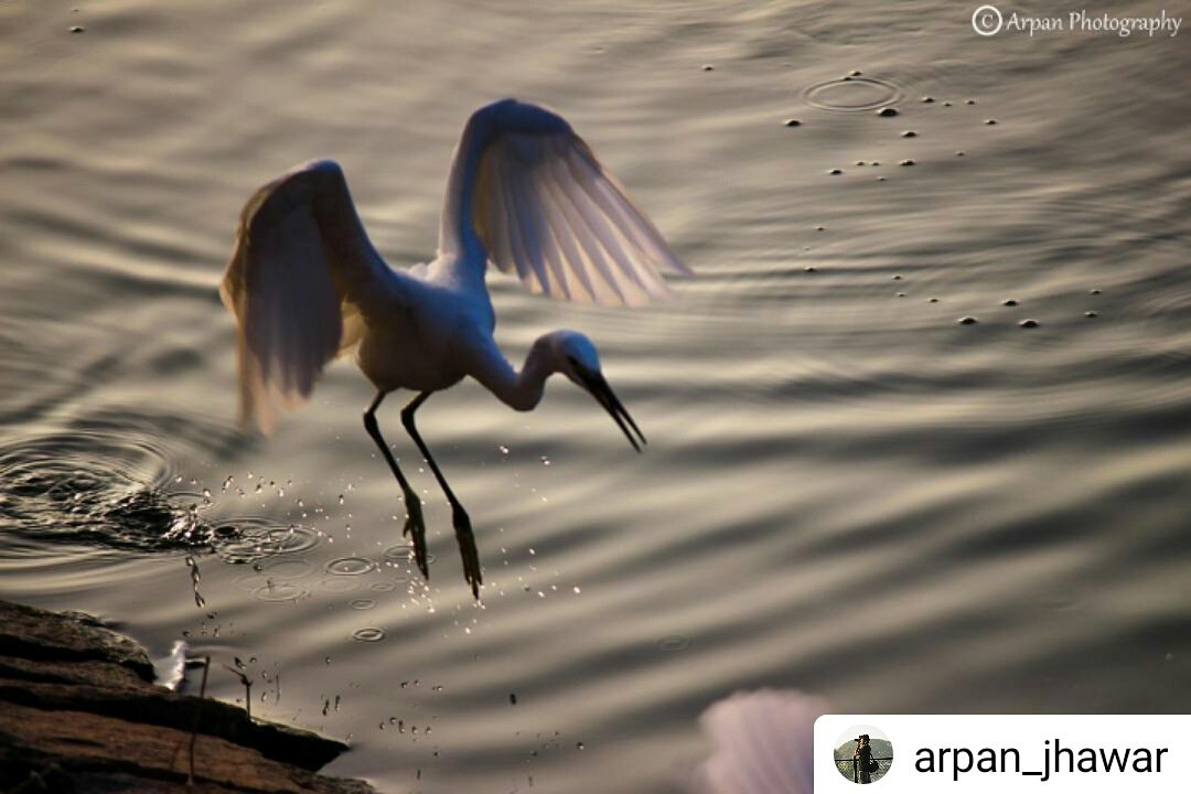 TravelzTrendy's tweet photo. A Beautiful photography by @ArpanJhawar...

#tourist #tourists #tourism #tour #beautifuldestinations #lonelyplanet #Hyderabad #Travel #travelstoke #TravelBlog #travelling #travelgram #TravelTuesday #travels #traveltips #TravelTip #travelbloggers #traveltheworld #travelingram https://t.co/bYkd2ho3JE