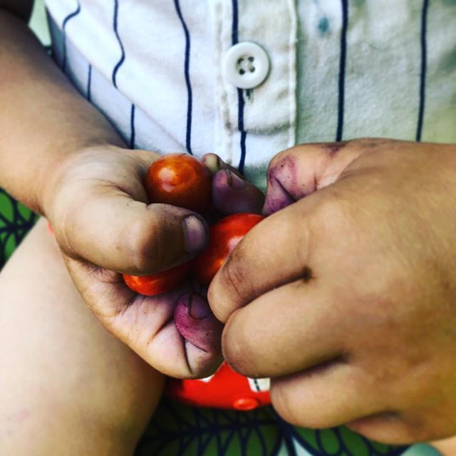 Frisky_Lemon's tweet photo. Finally getting some cherry tomatoes in our garden. Little E loves eating them right off the vine. Please note the blueberry stained fingers. There is no soap Strong enough to clean those little fingers. 😝 https://t.co/G6UTE6gVXC https://t.co/YBgFr1Lkjm