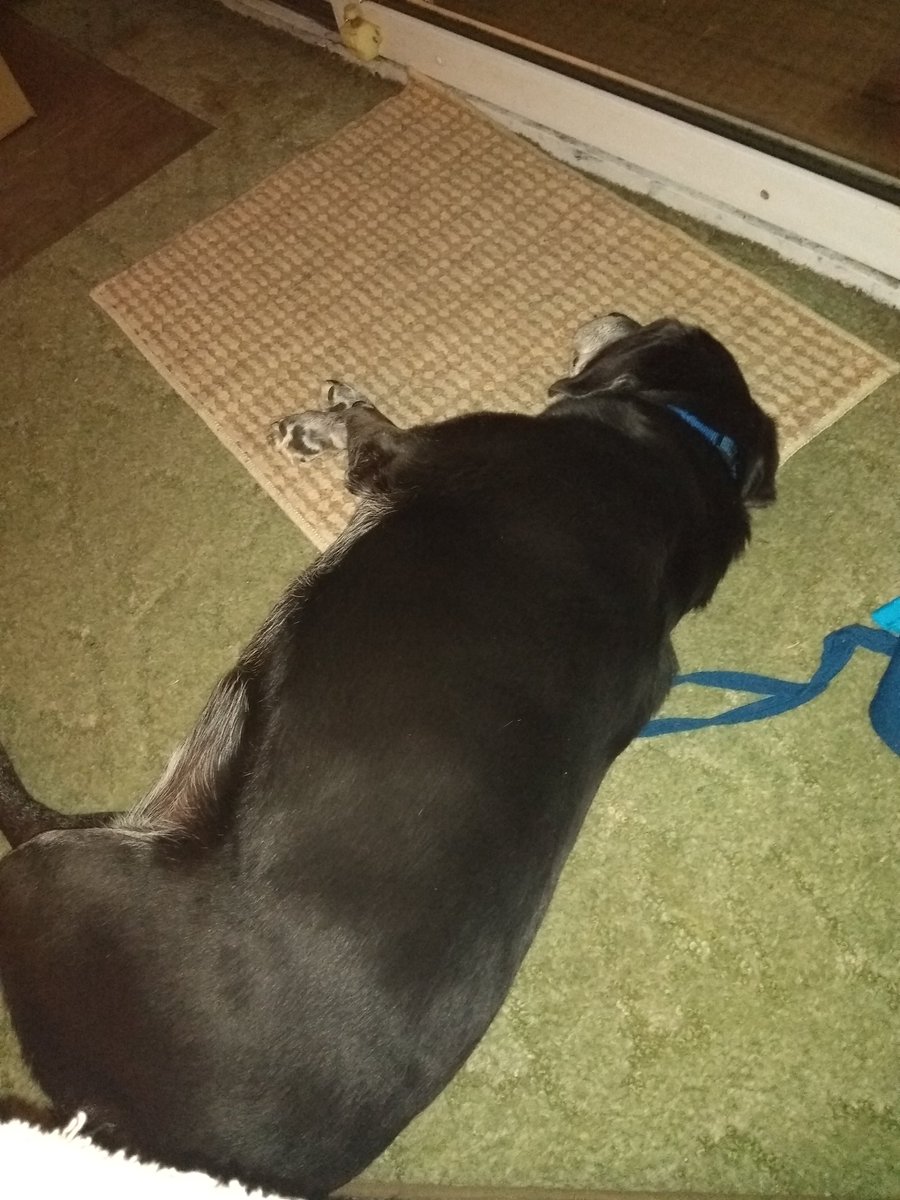 jenn1118_'s tweet photo. There is nothing more healing than listening to your dog snore while she is next to you 🐶❤️ #SheIsOut #IceCreamDidHerIn #MyPuppyDoo https://t.co/ow77Gub6rw