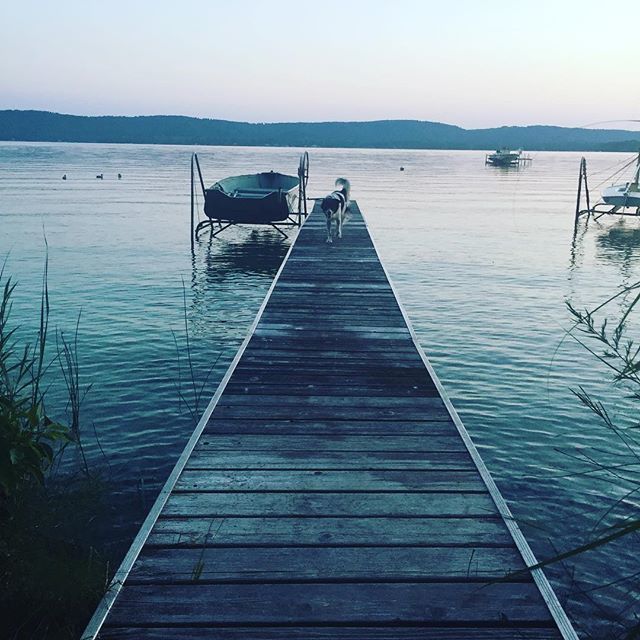 ilcygne's tweet photo. Sunset on the dock #lakedog #charlieadventuredog #crawfordjohnlodge https://t.co/tNH67QBH42 https://t.co/wSkljk1NSF