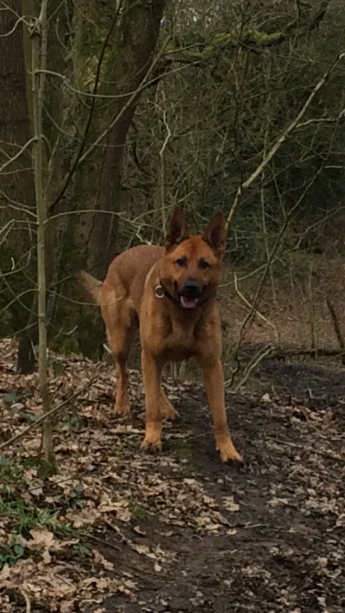 LancsPolDogUnit's tweet photo. PD Harv enjoyed tonight’s shift, firstly assisting @BTP alongside @PrestonPolice officers ensuring football fans from across the country and commuters could have a safe journey home and then assisting Blackburn officers arresting 4 inside a stolen car. #T2Dogs #T2IR @LancsTacOps https://t.co/JRpJKZ9ga7