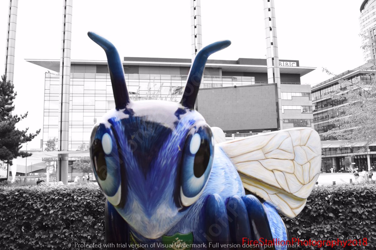 FireStallion666's tweet photo. #BeeInTheCity #BlueBeeter
Near the Blue Peter Garden, #MediaCityUK
Designed by: Jodie Silverman #bluepetergarden
Sponsor: BBC Radio Manchester, Blue Peter and Peel Media Ltd. #firestallionphotography #manchester #manchesterbees https://t.co/1Q1QvkKlOs
