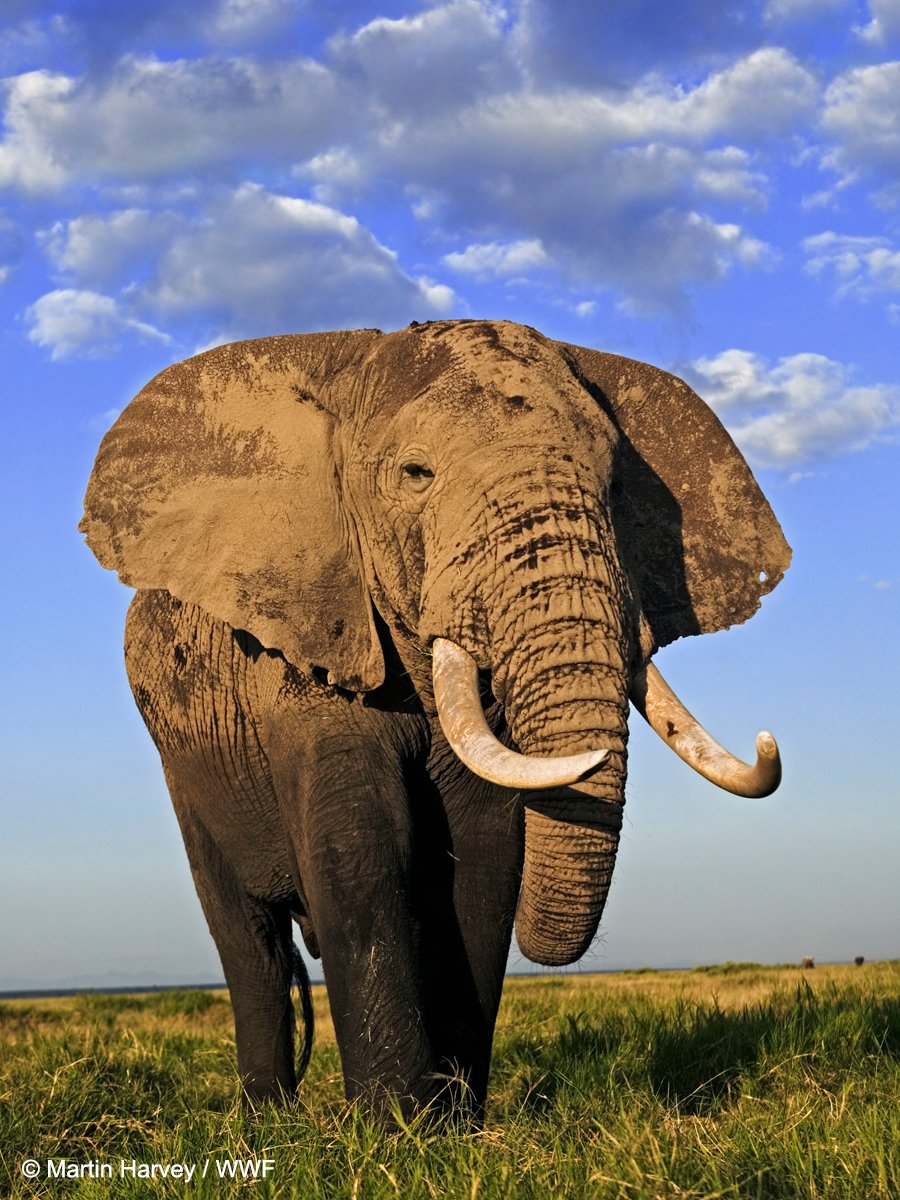 WWF's tweet photo. Happy #WorldElephantDay! We're celebrating with these elephantastic face filters. Are you up to the tusk? Join the party by clicking the link below! 
 https://t.co/b04SS1KMuq https://t.co/CuQOxtMRWy