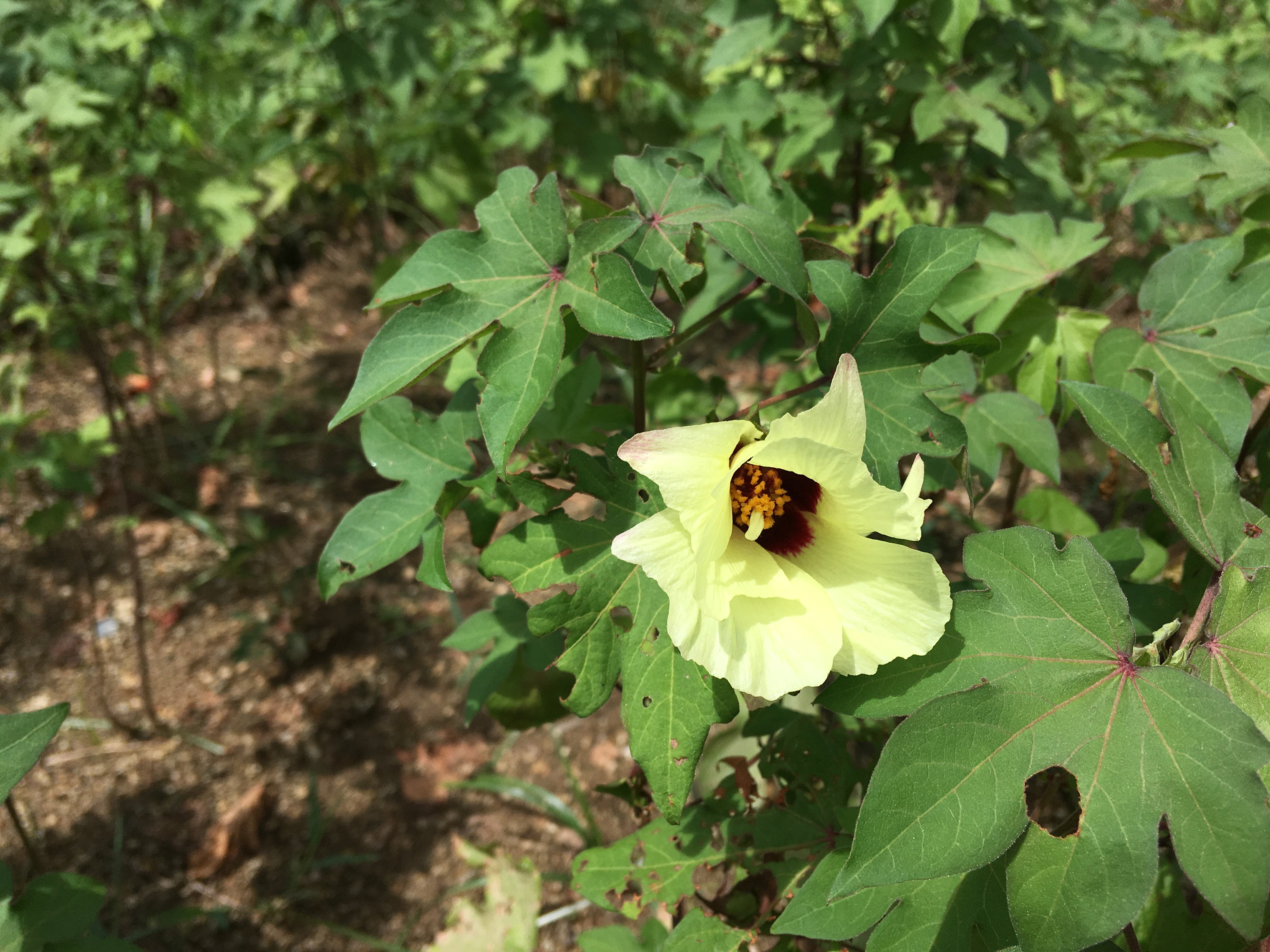ট ইট র 深北緑地 公式ツイッター ワタの花が咲きだしました 5 に蒔いてもらった種から成長しました 深北緑地 A地区ボランティア花壇 綿 コットン 綿の花 まだ咲き始め 蕾もついてる まだまだ咲きます 楽しみ T Co
