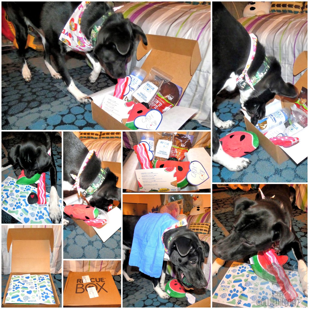 olliesupermutt's tweet photo. I got my first Rescue Box in the mail and it was full of amazing stuff! I love bacon, and there bacon treats and a bacon strip toy in the box! I also got a watermelon toy, bison treats, and a cooling towel! Have you ever tried out a subscription box?
.
-๐ถ-
.
#rescuebox #dog #pup https://t.co/fVpL67qUT0