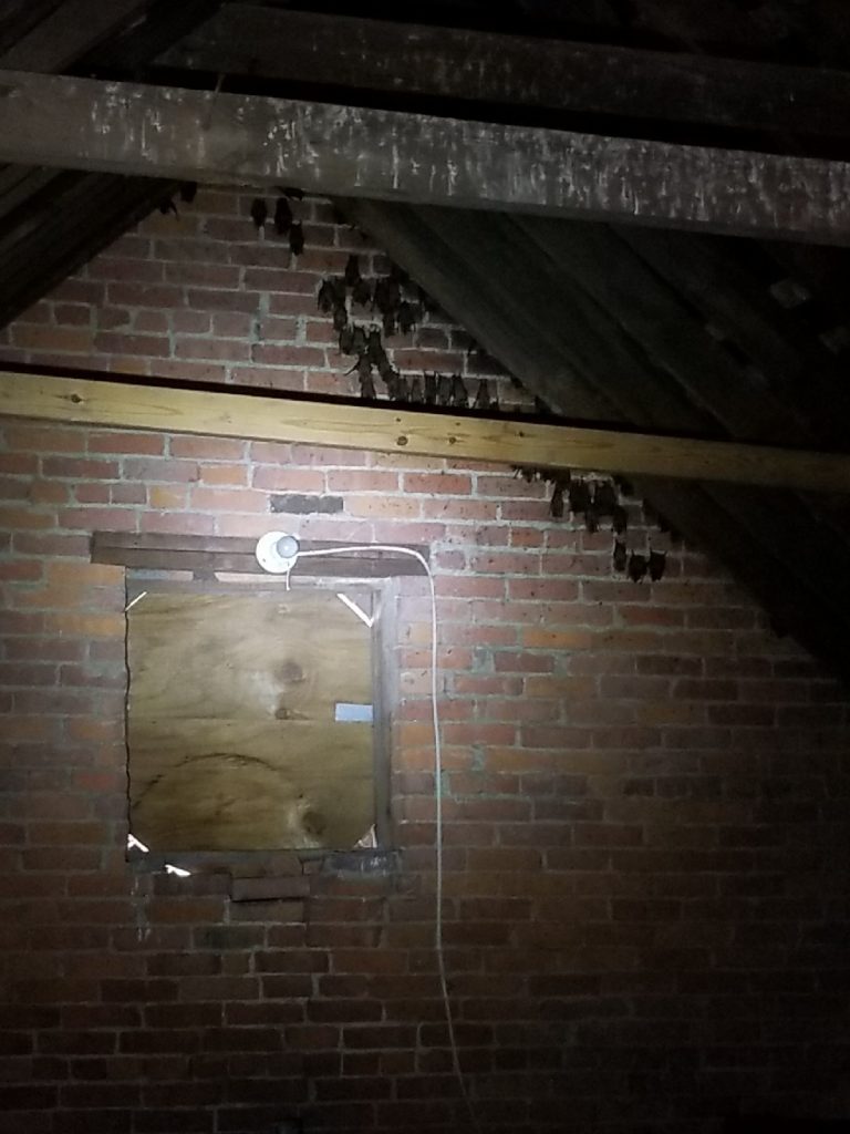 AAnimalControl's tweet photo. Bat colony removal from Kokomo home. https://t.co/OoOzCld94I https://t.co/BEsV7bfg2k