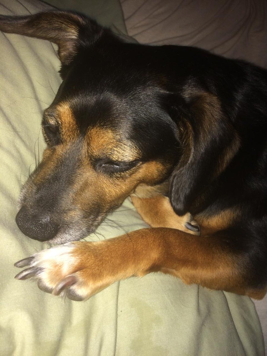 tiffyg81's tweet photo. SPOILED #dogsoftwitter https://t.co/nyydP4ycyo