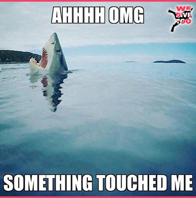 When you thought nothing was near you, then you feel something touch you.
 #scubadiving #scubadiver #wedivetoo