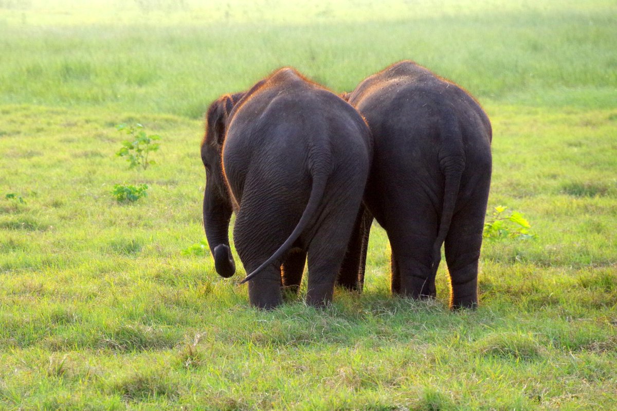 voices_wildlife's tweet photo. Happy #WorldElephantDay! ❤️🐘 Here are lots of cute baby elephants to celebrate. You’re welcome. https://t.co/qTlqmSSrhR