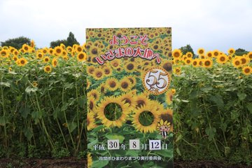座間ひまわりまつりの22年見頃や開花状況は アクセスや駐車場は そらいろ 日本が魅せる多彩な表情