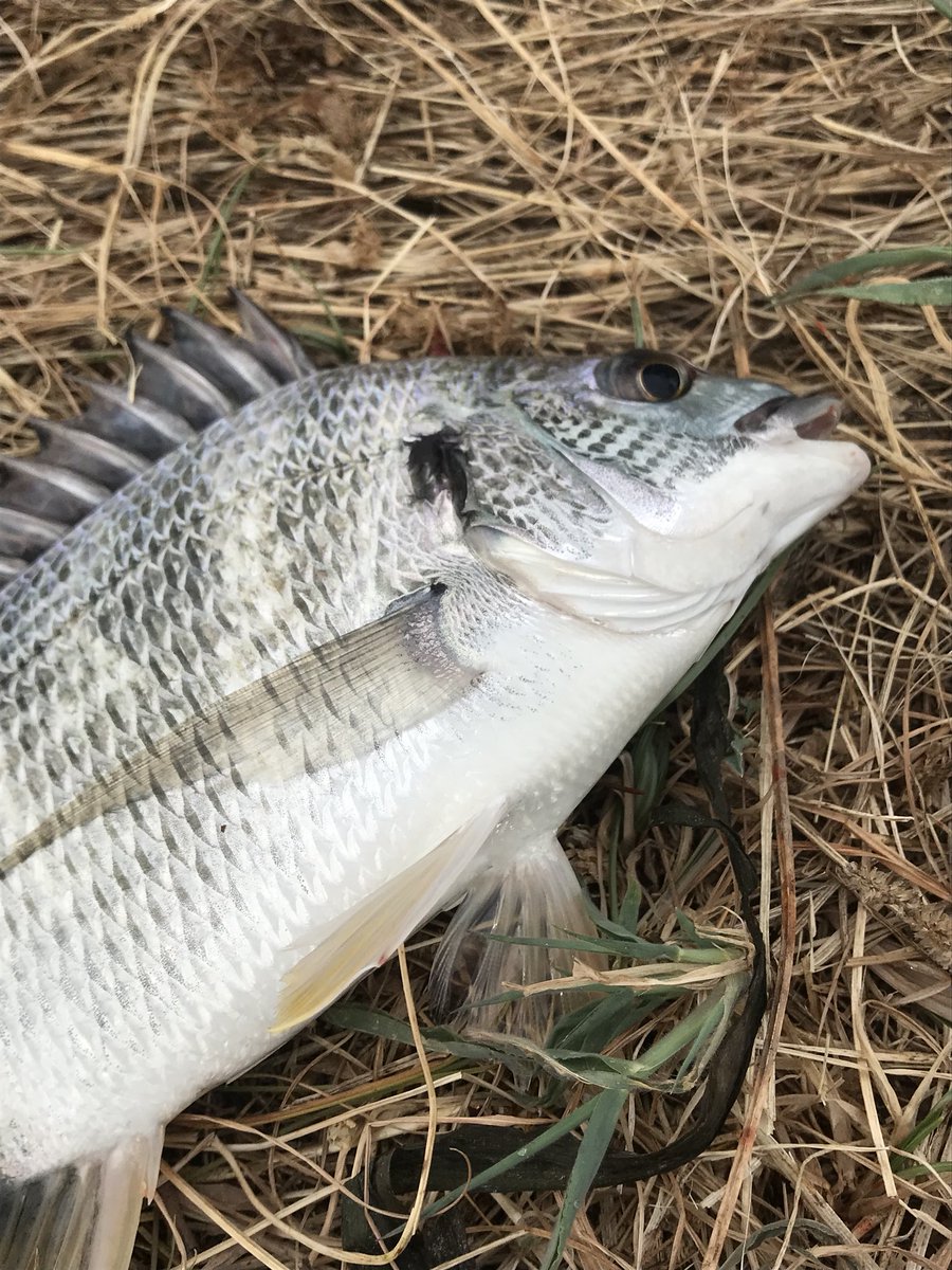 リンリュウ tweet media