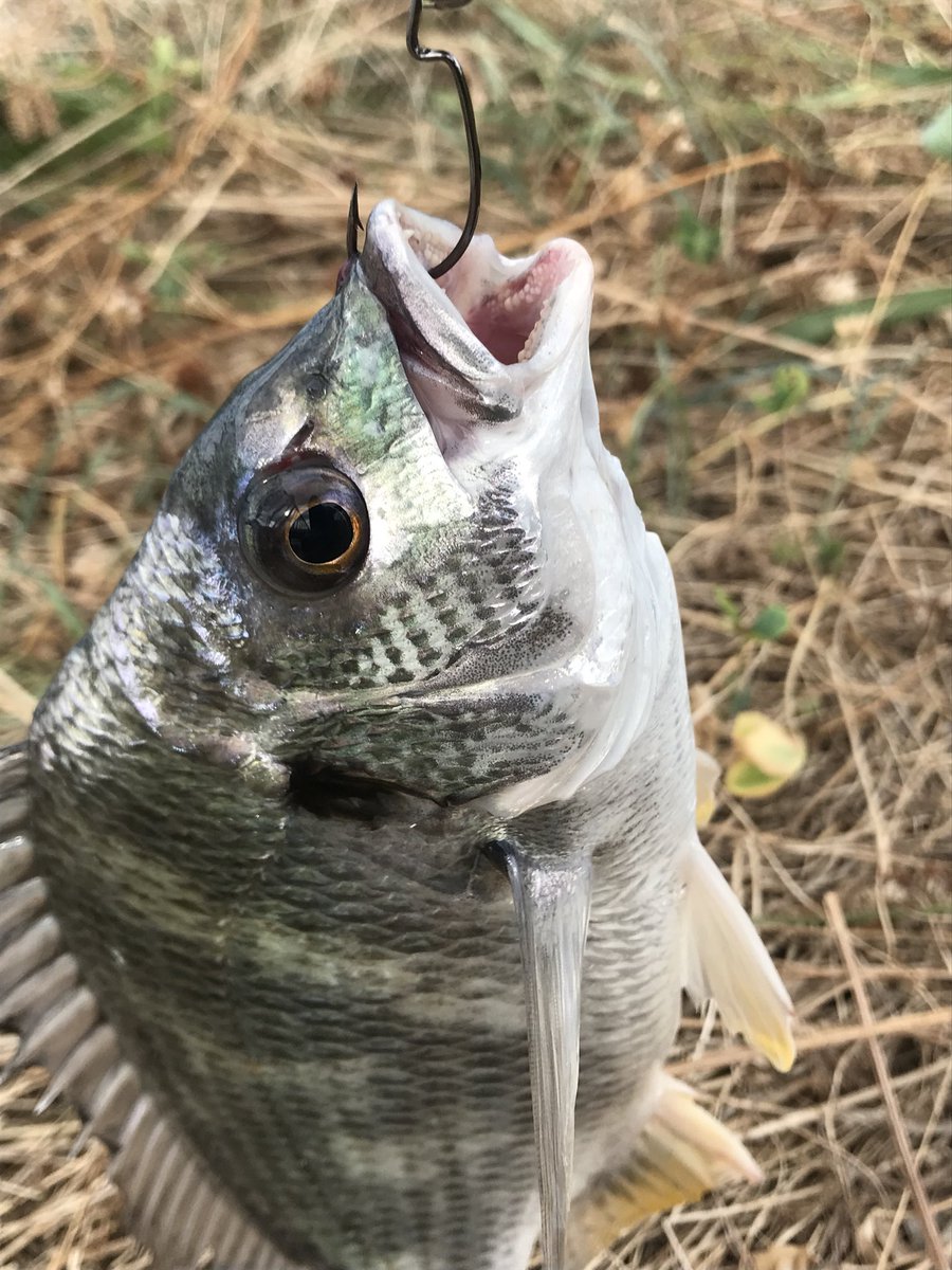 リンリュウ tweet media