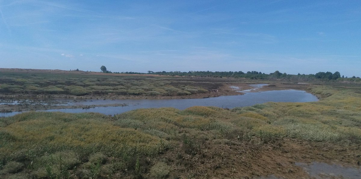 parisalwayswalk's tweet photo. #Vandee dept.#France #TranchesurMer #Marsh great #Ecosystem pic by #parisalwyswalk #tours 2018 #birds #turtles π’ #travel π#green #Terra https://t.co/LgMeGQETAb