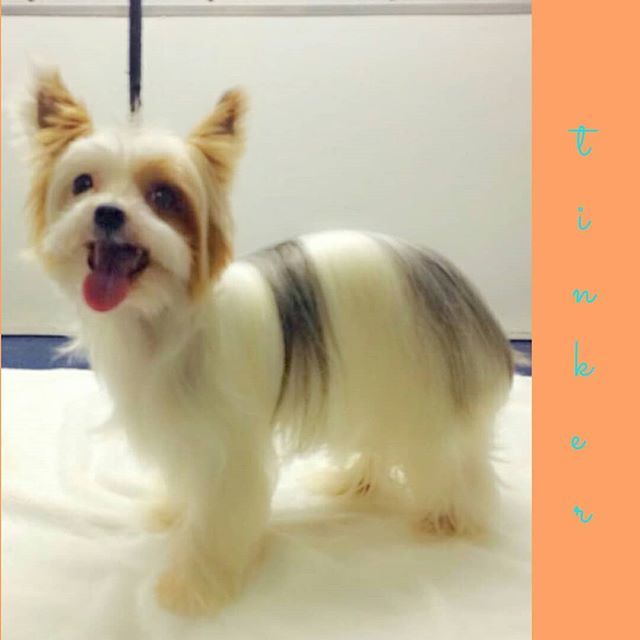 soaptopia_ae's tweet photo. #terrier Tinky after Bath & Brush Package 🛁🎀 with us outside her villa in #MiraCommunity
#mobilepetgroomingdubai #dogsindubai #dubaidogs #dogsofdubai #dogsofinstagram #instadog #dogoftheday #dogstagram #chien #köpek #hund #perro #doggram #instapet #… https://t.co/TtKtNzoUy8 https://t.co/5BhTR3hgP7
