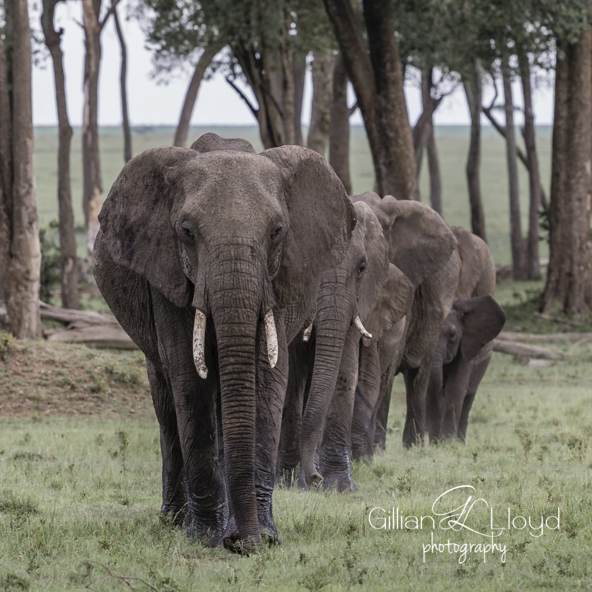 No one needs an Elephant Tusk other than an Elephant.  #worldelephantday2018 #elephants #worldelephantday #davidsheldrickwildlifetrust @worldelephantday Sign pledge at worldelephantday.org
@wrldelephantday #elephants #StandWithSTAE #movinggiants #worthmorealive #loveelephants