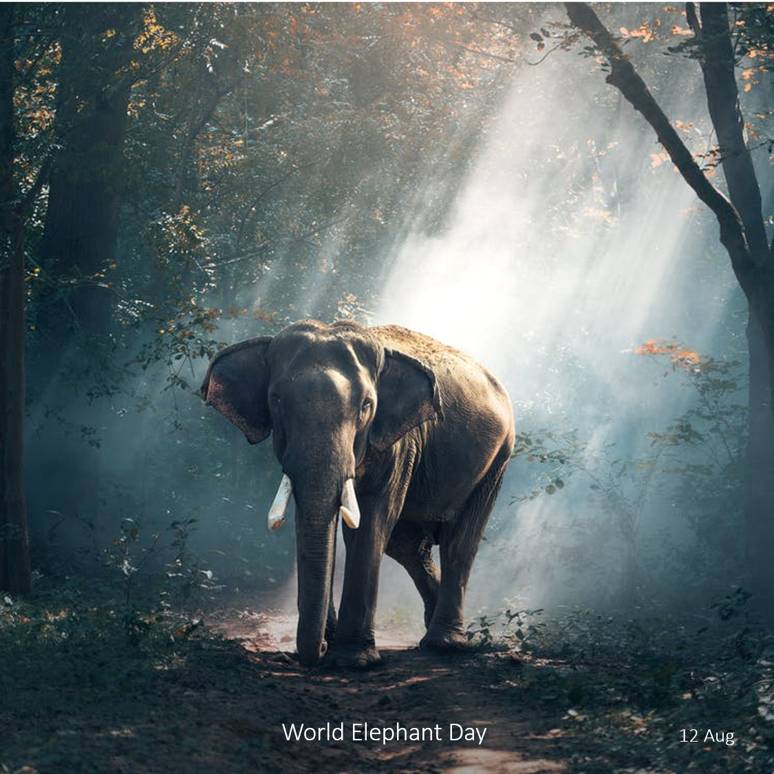 kltdesigns's tweet photo. 10% elephant products for #WorldElephantDay https://t.co/VBvs6uZGV4 #Elephantlove https://t.co/nbJGVC82su
