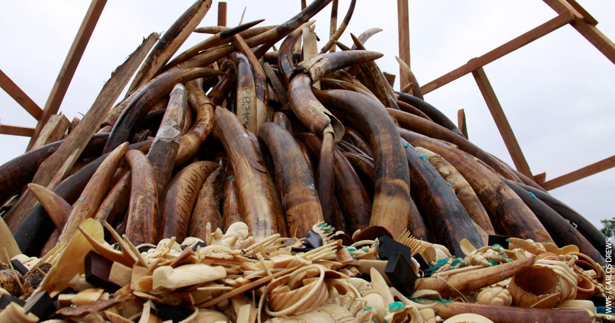 wwf_uk's tweet photo. #DYK the illegal wildlife trade is estimated to be worth more than £15 billion a year? RT if you agree that it's time to put a stop to this organised crime. #StopWildlifeCrime #WorldElephantDay 🐘 https://t.co/6aGnM8TEv7