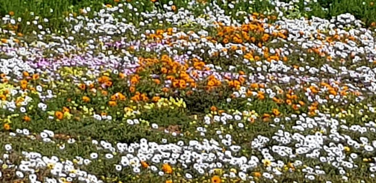 ReenvalSA's tweet photo. #Postberg Langebaan 📷: Daleen Minnaar Steijn @SAWeatherServic @maroelamedia @venter_annette @huisgenoot @JoelGuy_ @landbou @debeer_anika @dieCourant @MonSpek1 @SABreakingNews @SARIETydskrif @Vrouekeur @Beeld_Nuus https://t.co/EVrwAaQfMZ