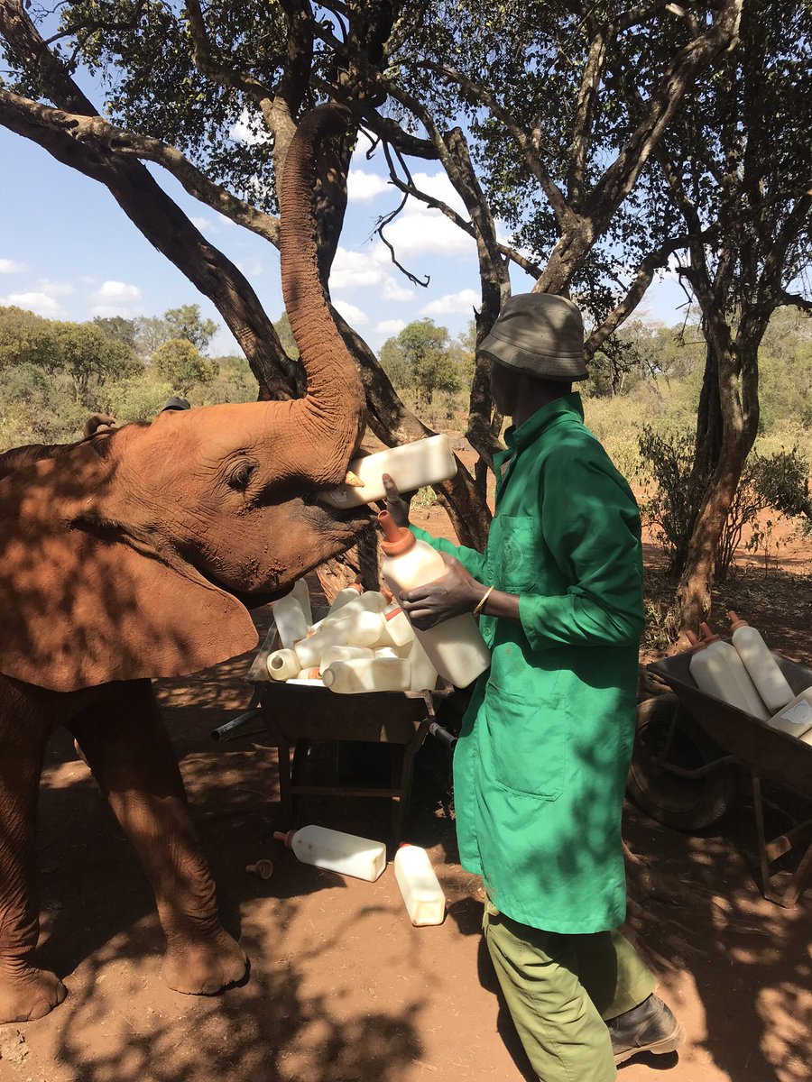 Start your #WorldElephantDay out in the forest watching this morning’s milk feed for the rescued orphan elephants in our care at the Nursery facebook.com/thedswt/videos…
