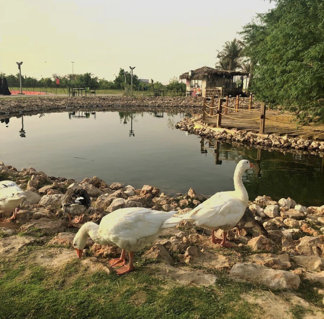 عسير En Twitter بعض الصور من المنتزة بالضبط لو تم عمل مشروع مشابه على بحيرة سد ابها مع نافورة راقصة ومطعم على سفينة مثلا او بعض الفعاليات المائية مع تواجد