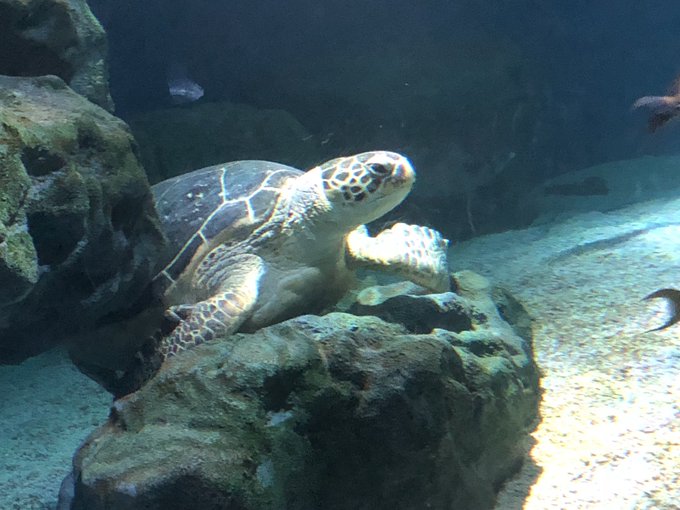 Twitterのコスプレ画像4