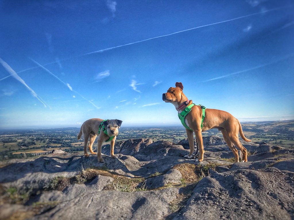 the_wonderdogs's tweet photo. Saturday adventure 🐾#Ruffwear #mydogismy #motivation #pitpat #pitpatpack #tobythewonderdog #amosthegreat #blinddog #adventuresoftoby #tobyyonekenobi https://t.co/jSMsXbZ9tD