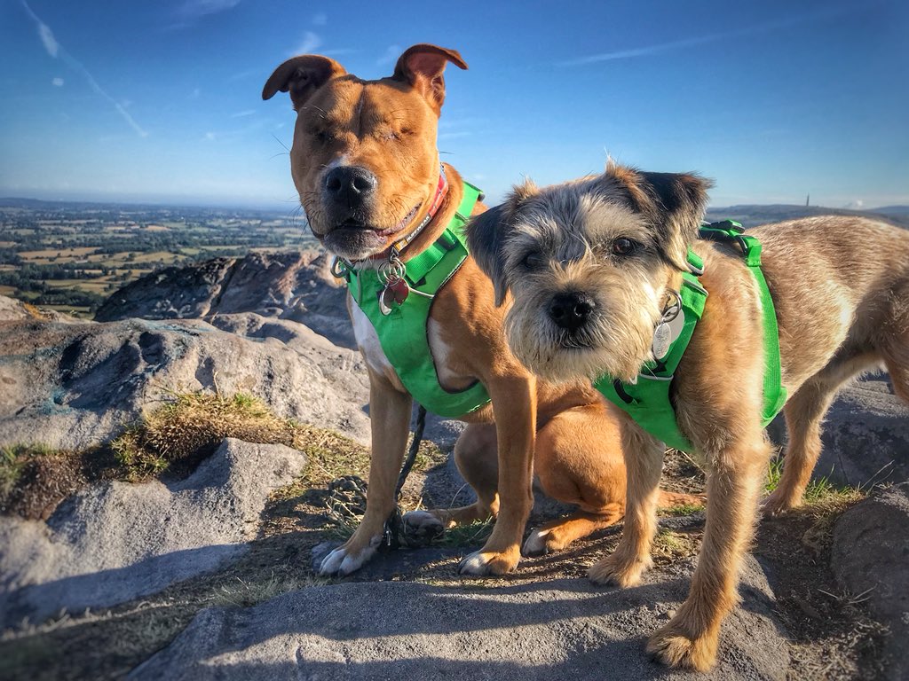 the_wonderdogs's tweet photo. Saturday adventure 🐾#Ruffwear #mydogismy #motivation #pitpat #pitpatpack #tobythewonderdog #amosthegreat #blinddog #adventuresoftoby #tobyyonekenobi https://t.co/jSMsXbZ9tD