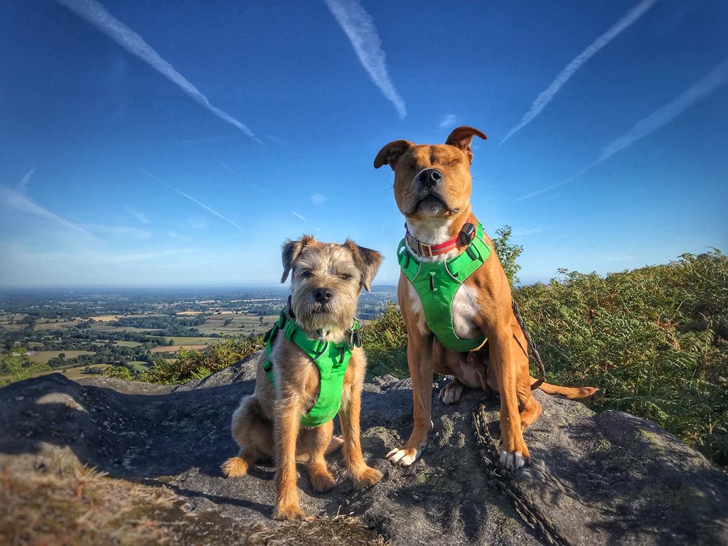 the_wonderdogs's tweet photo. Saturday adventure 🐾#Ruffwear #mydogismy #motivation #pitpat #pitpatpack #tobythewonderdog #amosthegreat #blinddog #adventuresoftoby #tobyyonekenobi https://t.co/jSMsXbZ9tD