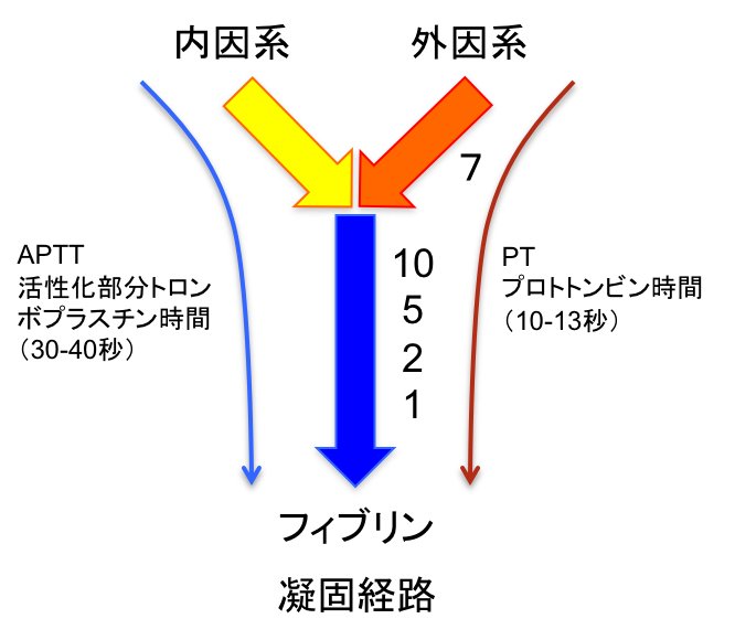 Oj 凝固経路と紫斑 凝固経路には 主に外傷によって活性化される外因系と 主に血管内皮障害によって活性化される内因系 があります 第10 5 2 1は共通経路です Pt検査は外因系凝固経路の検査 Aptt検査は内因系凝固経路の検査です 共通経路以外では