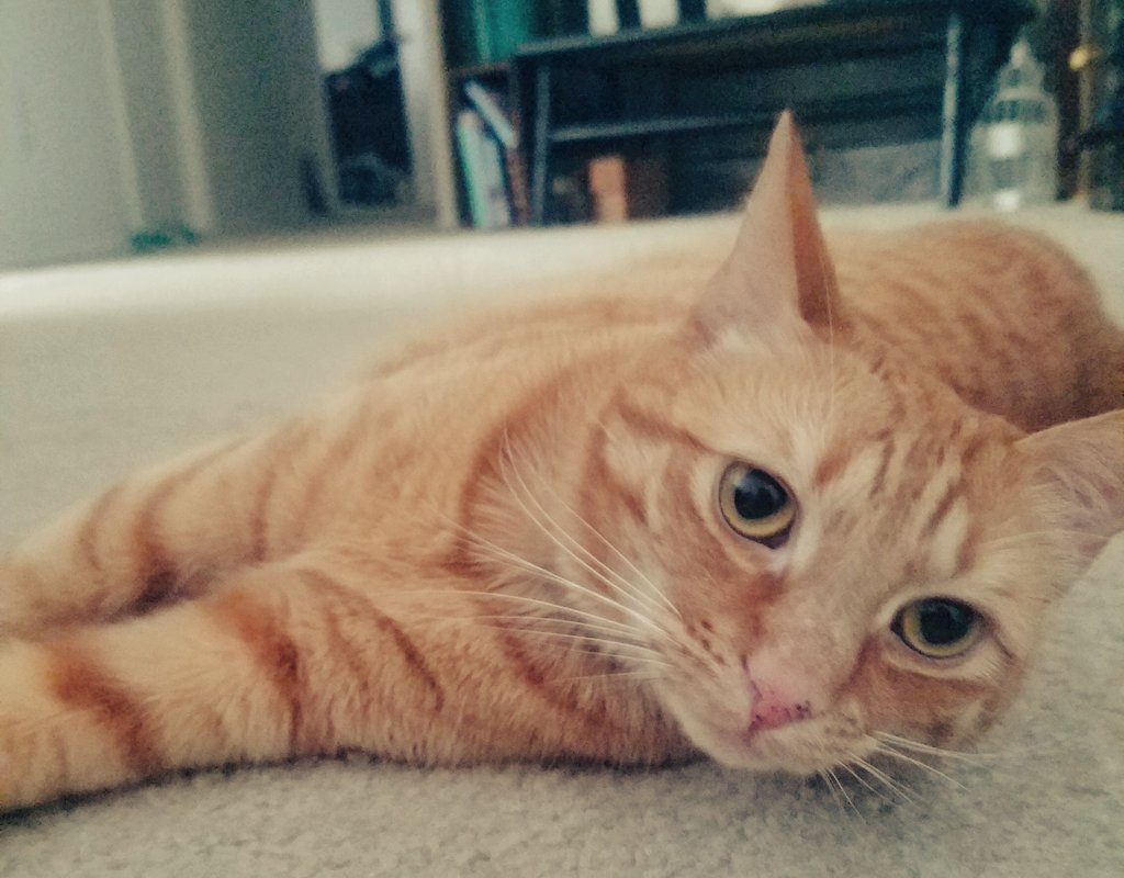 digisculp's tweet photo. #fluffnugget https://t.co/BydKc4y4FD