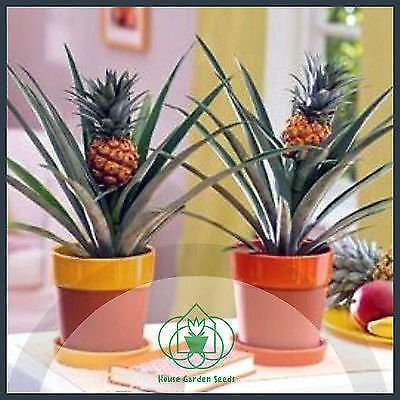 majestic palm plant Majesty Palm  Green Acres Nursery & Supply