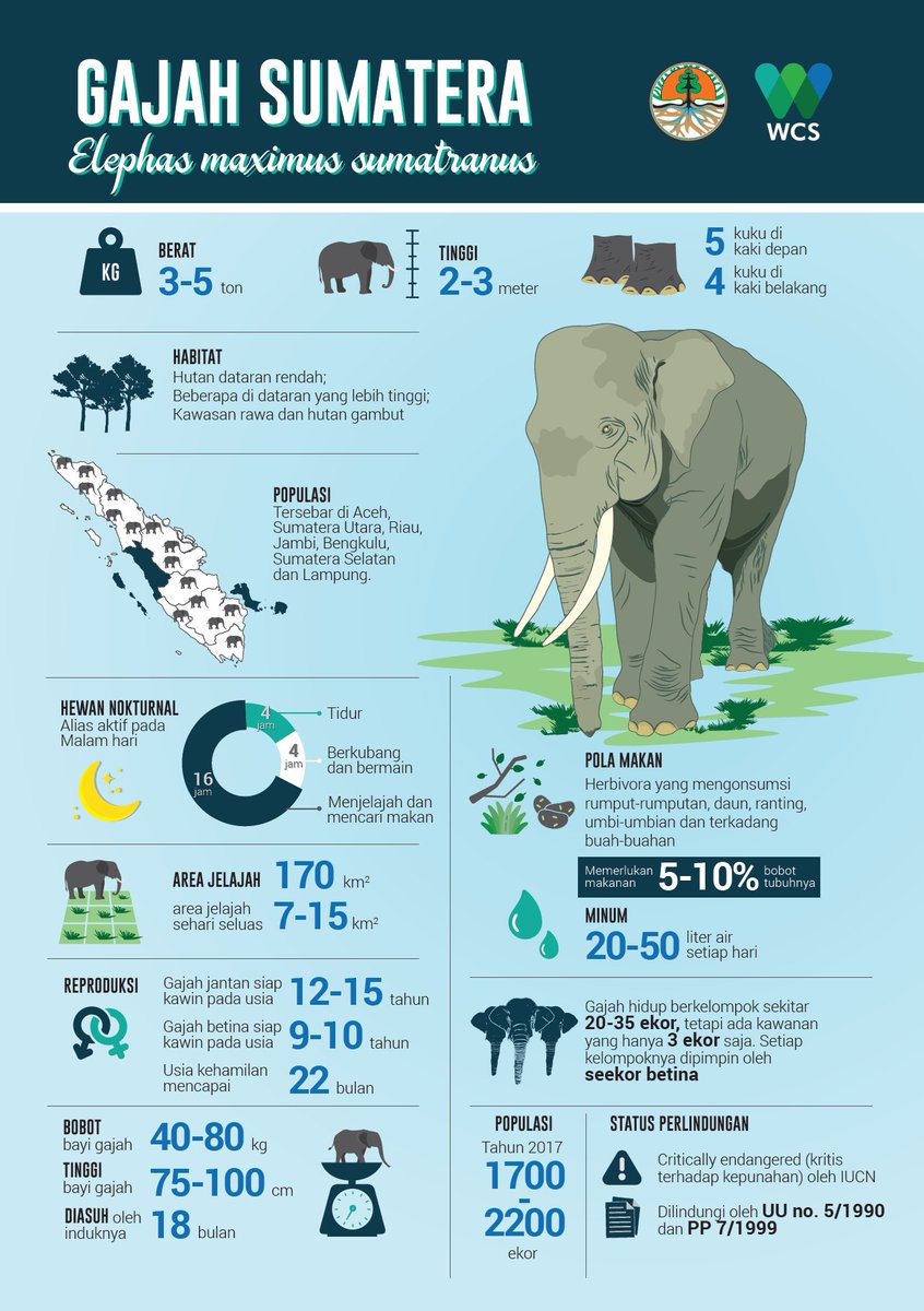 WCS_ID's tweet photo. Selamat hari gajah sedunia! Gajah sumatera kini populasinya terus menurun. Supaya kenal dan mau bersama-sama menyelamatkan satwa besar ini, yuk simak infografis berikut ini. 
#savesumatranelephant #sumatranelephant #harigajahsedunia #gajahsumatera https://t.co/g4y8cXSNTp
