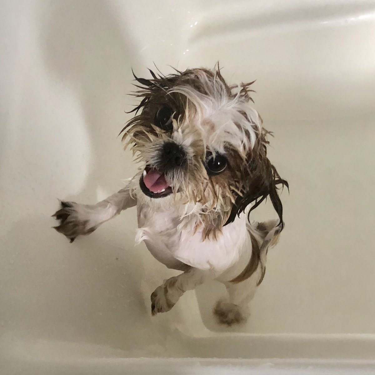 シーズーのふっふ 水浴び気持ちいいね シーズー 犬