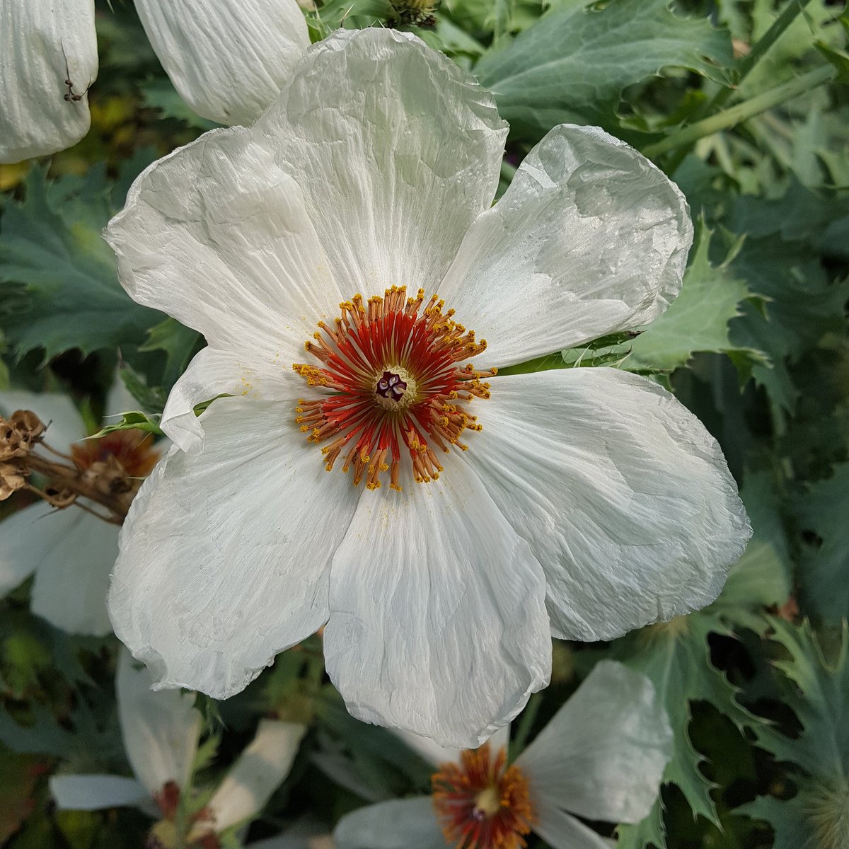PlantPref's tweet photo. Argemone grandiflora is a prickly poppy from central America.  Surprisingly hardy if given blazing sun and really well drained soil.  Short lived but will self seed.

#argemone #argemonegrandiflora #pricklypoppy #desertplant #centralamerica #bigflowers #whiteflowers #selfseeding https://t.co/m0x93jPQ0Q