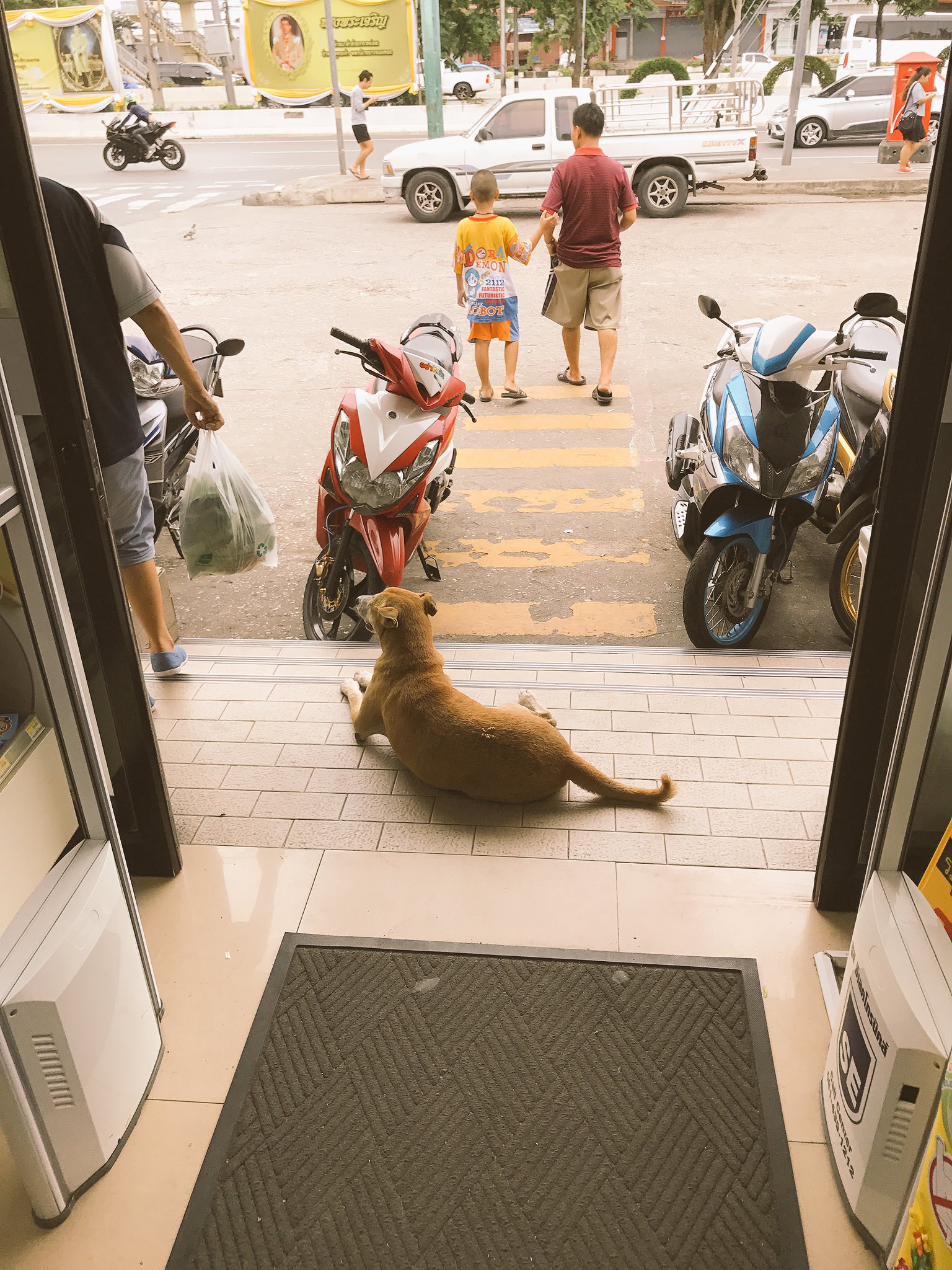 ふぁんでー 嫁の実家近くのセブンイレブンに行ったらタイでおなじみのマー ナー セブン セブン犬 がいた セブン犬 常夏の国タイでセブンイレブンから流れる出る冷気を求め扉の前に集まった犬のこと 複数いたり店内にまで入ってくる犬もいる