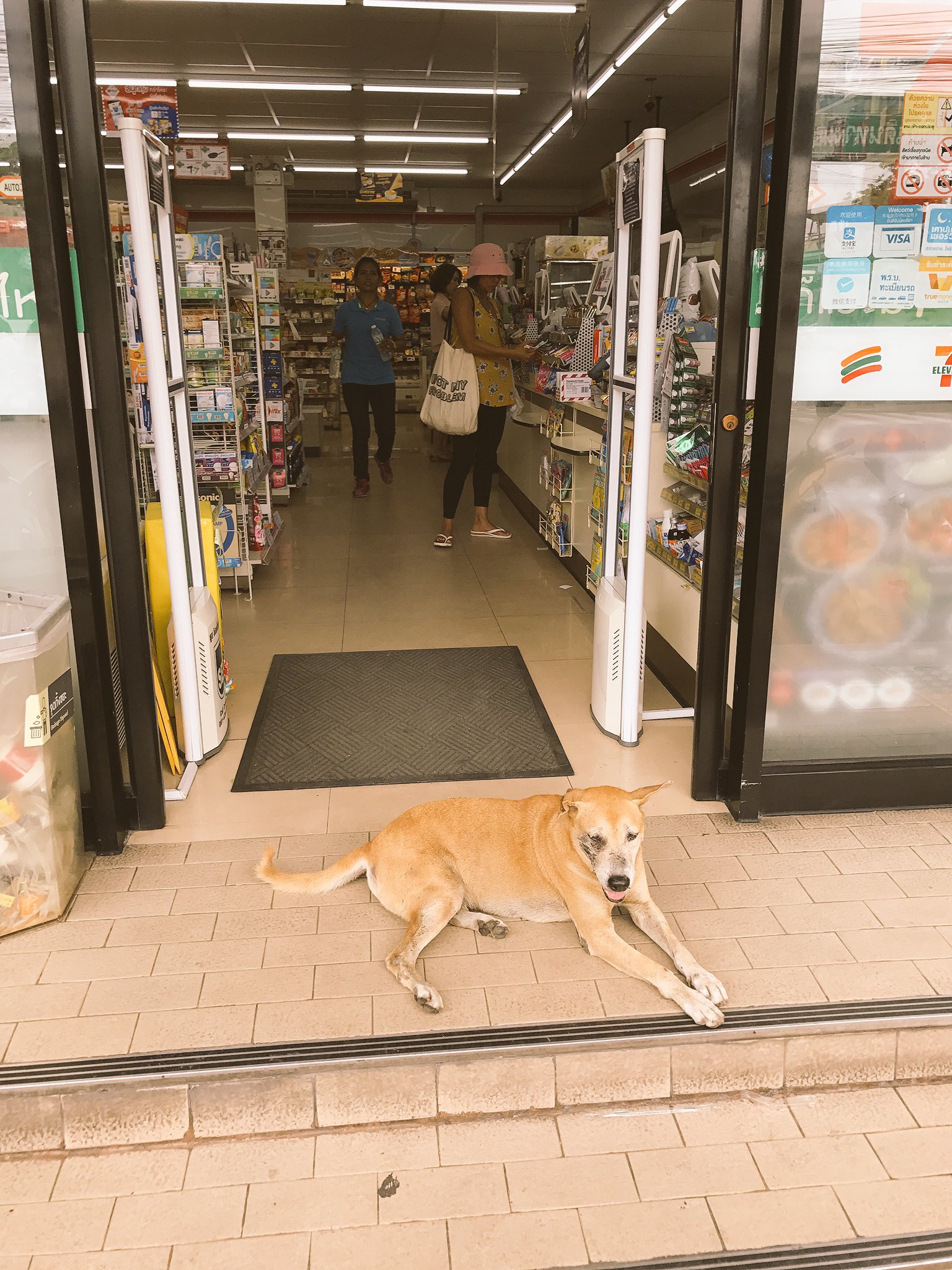 ふぁんでー 嫁の実家近くのセブンイレブンに行ったらタイでおなじみのマー ナー セブン セブン犬 がいた セブン犬 常夏の国タイでセブンイレブンから流れる出る冷気を求め扉の前に集まった犬のこと 複数いたり店内にまで入ってくる犬もいる