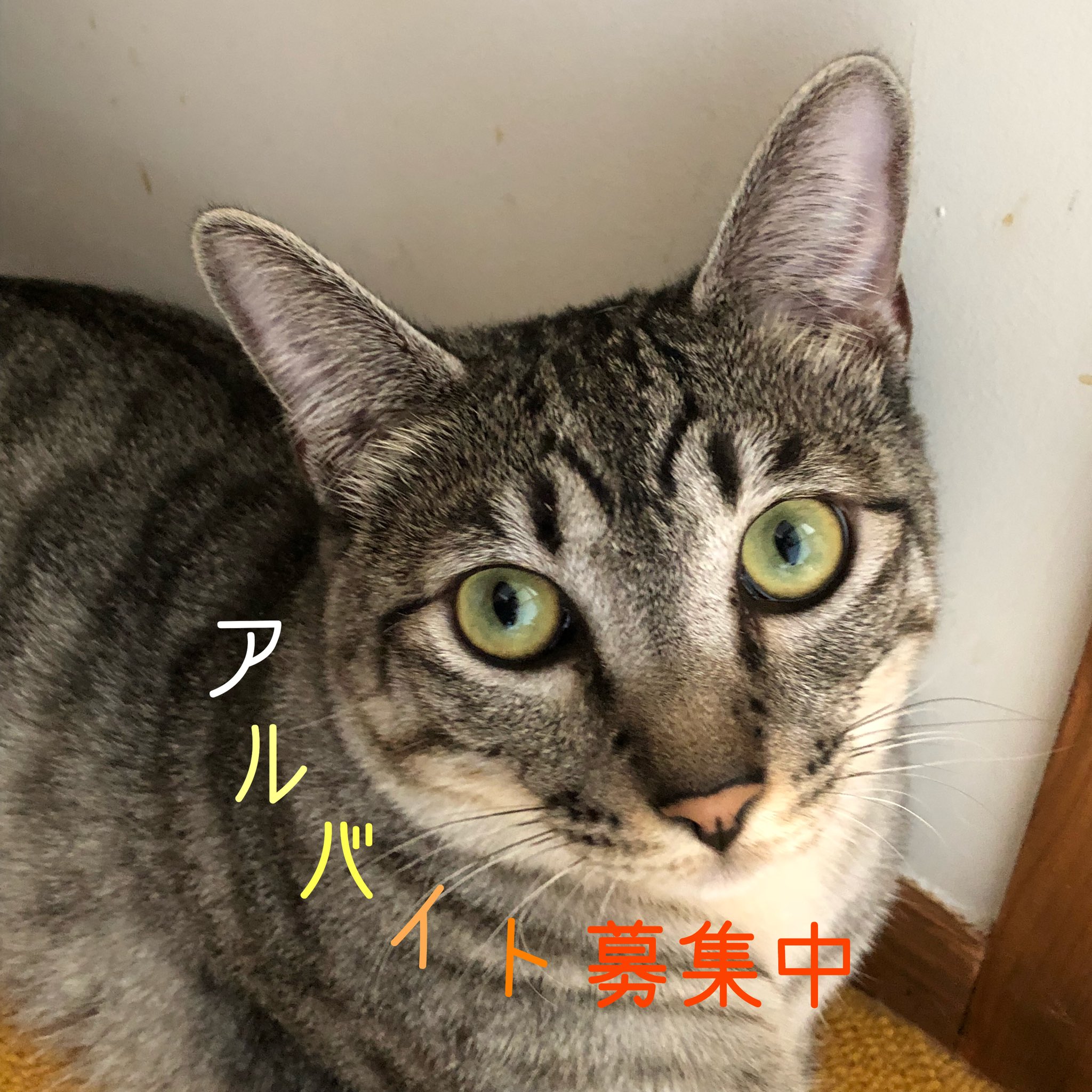 福ねこ食堂 アルバイト募集中 土日祝日のアルバイトが足りません 店主一人では手が足りず止むを得ず休業する日もあり お客様には申し訳ない限りです ねこが好きな方 飲食店業務が中心とはなりますが 一緒に保護猫活動の一端を担っていただけませ