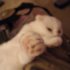 ScottishFoldLuv's tweet photo. Scottish Fold Frenzy - https://t.co/0mEfu0ZjdY https://t.co/jFevEus0Dw