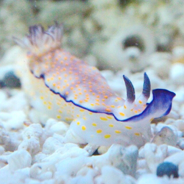 _seaparadise_'s tweet photo. 💕💎今日のシェルリウム🐚💕

今日ご紹介するのは･･･
ヒュプセロドーリスプルケッラ✨

インド洋や西太平洋で見られます✈️💨
ここまで押さえれば君はウミウシ博士👨🏻‍🎓💡

 #シーパラ #八景島 #夕涼み #シェルリウム https://t.co/gcFjMLQoZx
